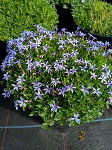 Pratia pedunculata 'County Park' 2L - image 1