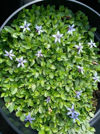 Pratia pedunculata 'County Park' 2L - image 2