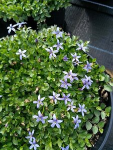 Pratia pedunculata 'County Park' 2L - image 5