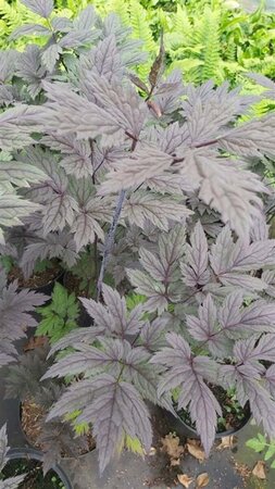 Actaea simp. 'Pink Spike' 2L