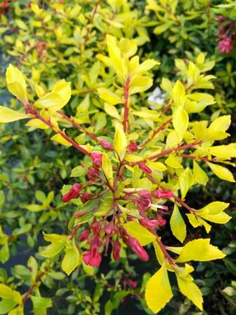 Escallonia 'Golden Carpet' 3L