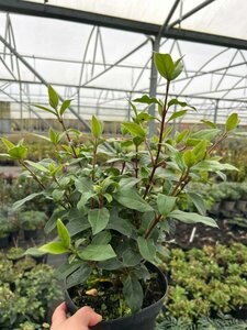 Viburnum tinus 'French White' 3L