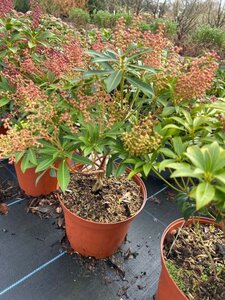 Pieris jap. 'Cupido' 5L