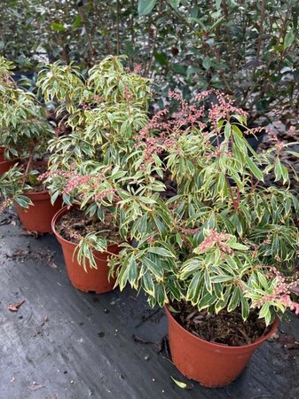 Pieris jap. 'Variegata' 5L